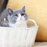 【千宠名猫馆】宠物猫活体出售 纯种英国短毛猫 蓝白八字英短妹妹