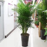 大型客厅室内盆栽大袖珍椰子植物凤尾竹散尾葵防雾霾 吸甲醛