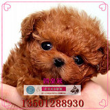 韩国泰迪犬纯种茶杯幼犬出售棕色家养超小活体袖珍贵宾宠物狗狗K1