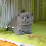 【JUDO CATS】CFA注册英国短毛猫蓝猫mm 英短蓝猫 悟空（已定）