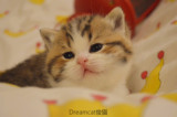 【DreamCat俊猫】 英国短毛猫 英短 宠物猫 短毛猫 起司猫 金角