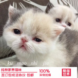 出售纯种加菲猫异国短毛猫宠物猫幼猫活体加菲猫平面脸