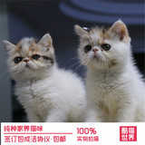 出售家养宠物猫加菲猫三花异国短毛猫 幼猫活体幼崽 红斑包子脸