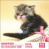 出售纯种高品质异国短毛猫 红虎斑加菲猫宠物猫活体 包健康保养活