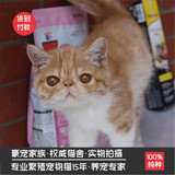 出售宠物猫活体幼猫 加菲猫黄白虎斑异国短毛猫纯种健康净梵梵文