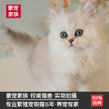出售金吉拉幼猫公美国短毛猫布偶金吉拉宠物活体猫咪银渐层带证书