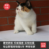 出售纯种异国短毛猫三花加菲猫宠物猫活体MM 家养健康异国短毛