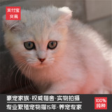 猫舍出售家养英国短毛猫 纯种折耳 立耳银渐层 宠物猫幼猫活体