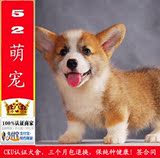 出售柯基犬幼犬纯种威尔士柯基犬活体宠物狗狗犬北京送狗上门11