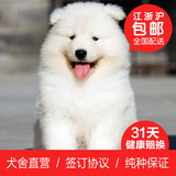 小宠到家 纯种萨摩耶犬幼犬中大型雪橇犬宠物狗狗出售活体包健康