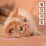 猫舍2014家养CFA纯种赛级加菲猫 虎斑高白异国短毛猫宠物MM/预定