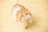 加菲猫 幼猫 异短 异国短毛猫 红虎斑 红白长毛 CFA 纯种宠物活体