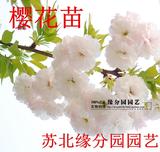 盆栽樱花树苗 日本樱花苗 嫁接樱花小苗 庭院绿化苗木开花植物