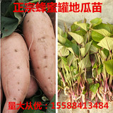 山东红薯苗蜂蜜罐地瓜种子 有机蔬菜苗盆栽绿植食叶型番薯山芋苗