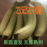 包邮香蕉5斤装新鲜水果特产无催熟剂非米蕉粉蕉海南芭蕉孕妇水果