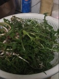 东北特产 蒲公英新鲜野生山菜 婆婆丁 500克 山野菜 4月新鲜现货