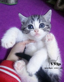 （VVip）美短银虎斑加白DD弟弟公猫起司猫活体宠物猫（售罄）