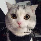 （VVip）苏格兰折耳猫短毛猫宠物猫虎斑加白DD 纯种起司猫（新家