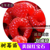 正宗台湾树莓苗出售 红树莓覆盆子苗/无农药 庭院盆栽 树莓树苗