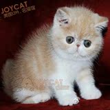 纯种加菲猫宠物 美国CFA 活体异国短毛猫 红虎斑公猫 小猫需预订