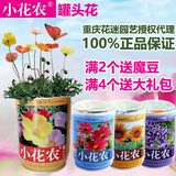 小花农罐头花创意迷你盆栽易拉罐植物花卉种子罐装办公室种植礼品