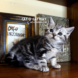 CAT-O◆CFA美国短毛猫の美短银虎斑DD★大骨量【待售】160212