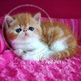极品红虎斑加白 加菲猫 异国短毛猫 宠物猫咪幼猫 支持支付宝