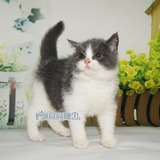 英短蓝猫 英短幼猫 短毛猫幼犬出售活体宠物猫