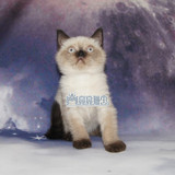 英短幼猫重点色英短宠物猫活体纯种英短蓝猫加白英短纯种