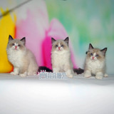 布偶猫幼猫纯种布偶宠物猫活体布偶猫纯种宠物猫