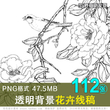 花卉手绘线稿 国画白描112张工笔画设计 茶花牡丹月季菊花PNG素材