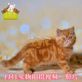 【宝家缘】纯种加菲猫/异国短毛猫/宠物猫咪/活体加菲幼猫#552