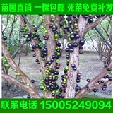 台湾进口嘉宝果树苗葡萄苗树葡萄树苗地栽 南方北方种植当年结果