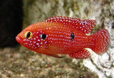 红宝石淡水观赏鱼 中型热带鱼批发亚成鱼活体红色鱼渔场直供特价