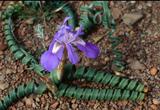 弹簧草蓝花卷叶鸢尾 Moraea pritzeliana 种子 10粒