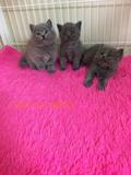 纯种英国短毛蓝猫 幼猫 猫幼崽公  宠物店专卖