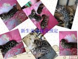 【爱新豹猫】预定一个月 小豹猫 大玫瑰花纹 宠物猫活体 有视频