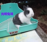 宠物兔子优质超小型纯种侏儒兔宝宝 迷你兔 保活7天已疫苗 视频选