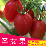 新鲜圣女果 小西红柿 小番茄 樱桃番茄 迷你番茄 孕妇水果零食