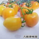 广西田阳特产5斤黄色千禧圣女果小番茄小西红柿番樱桃新鲜水果
