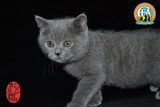 英短蓝猫出售中 英短加白 折耳纯种蓝猫幼猫 活体宠物猫 弟弟