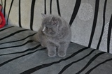 英短蓝猫出售中 英短 折耳纯种蓝猫幼猫 活体宠物猫 证书 幼猫