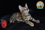纯种活体宠物猫 有猫 豹猫出售 孟加拉小豹猫 空心玫瑰花小豹