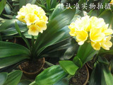 君子兰盆栽花卉兰花圆头和尚彩兰四年大苗除菌净化空气最好养的花