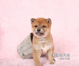 日本柴犬纯种幼犬出售宠物狗小柴高品质赛级日系柴犬可上门可送货