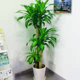 巴西木绿植物盆栽室内花卉客厅大型净化空气防辐射经理室开业送礼