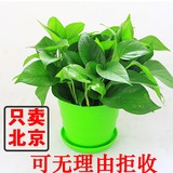 绿萝吊兰绿植物盆栽室内花卉办公室小型净化空气防辐射吸雾霾北京