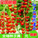 阳台盆栽蔬菜种子 西红柿 圣女果水果樱桃番茄种子-红玉女5粒