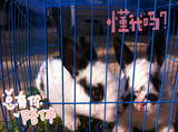 宠物兔宝宝迷你兔子活体垂耳公主兔熊猫兔小白兔自家繁殖包邮活