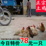 特价正宗苏北2年农村散养老母鸡 月子鸡 土鸡 柴子鸡 走地鸡